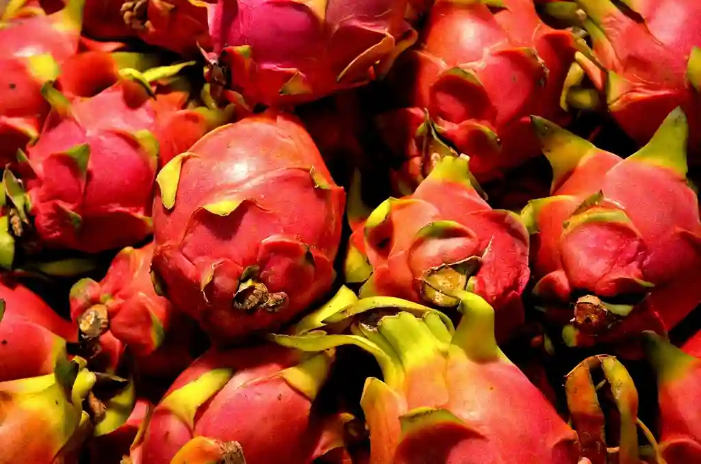 dragon fruit