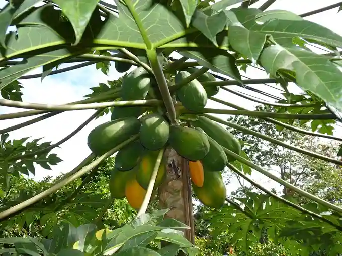 Papaya tree