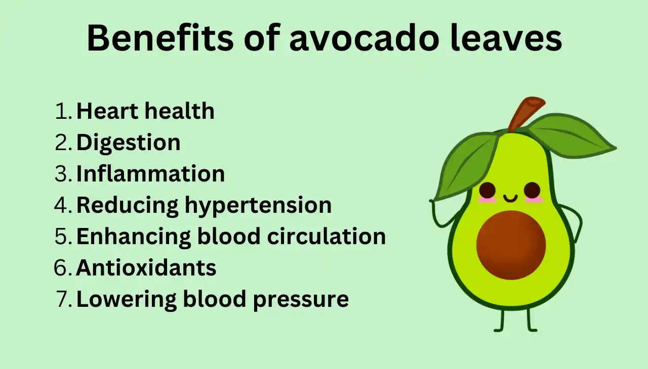 Benefits of avocado leaves